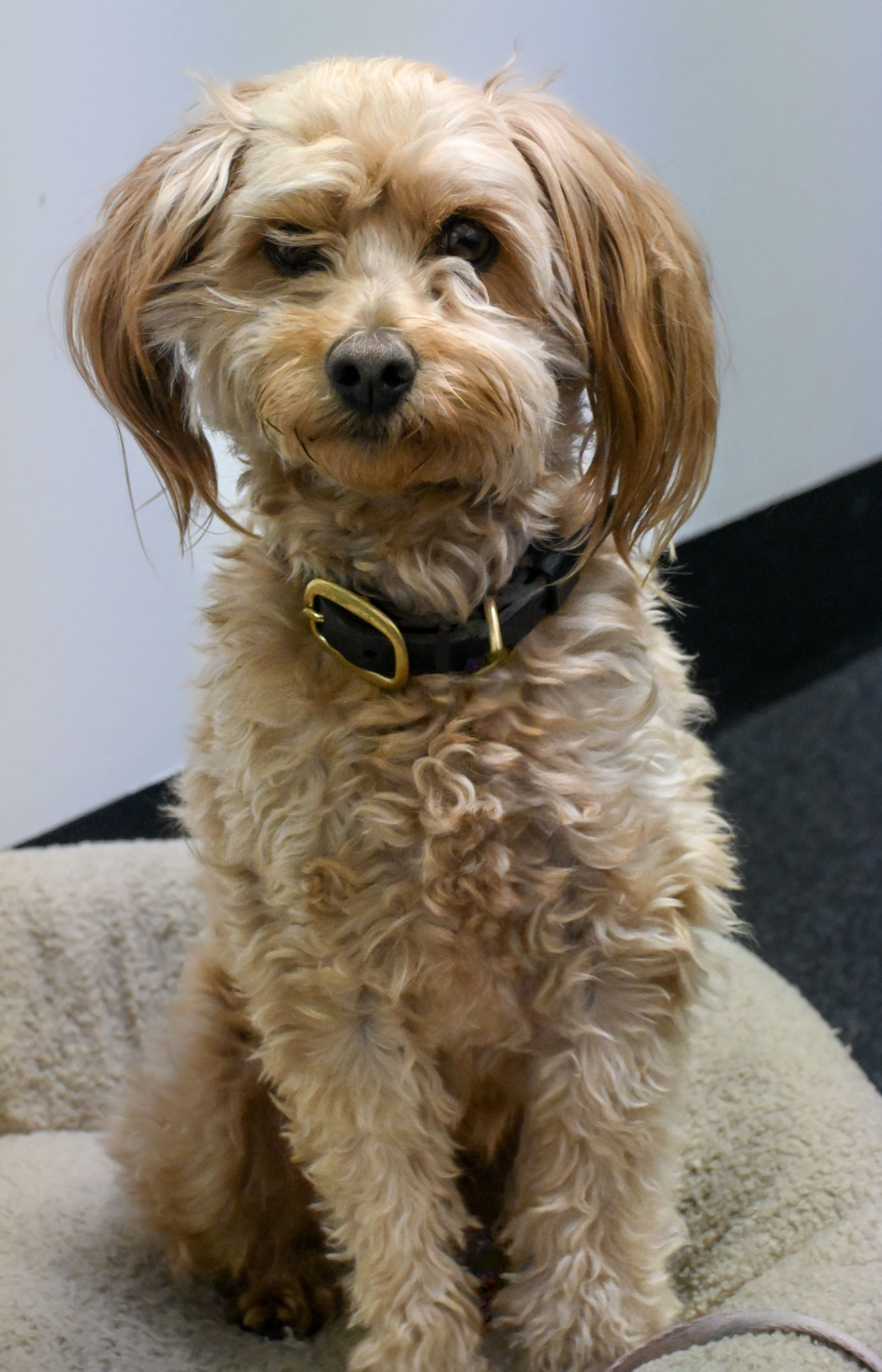 Barney, a PAWS therapy dog