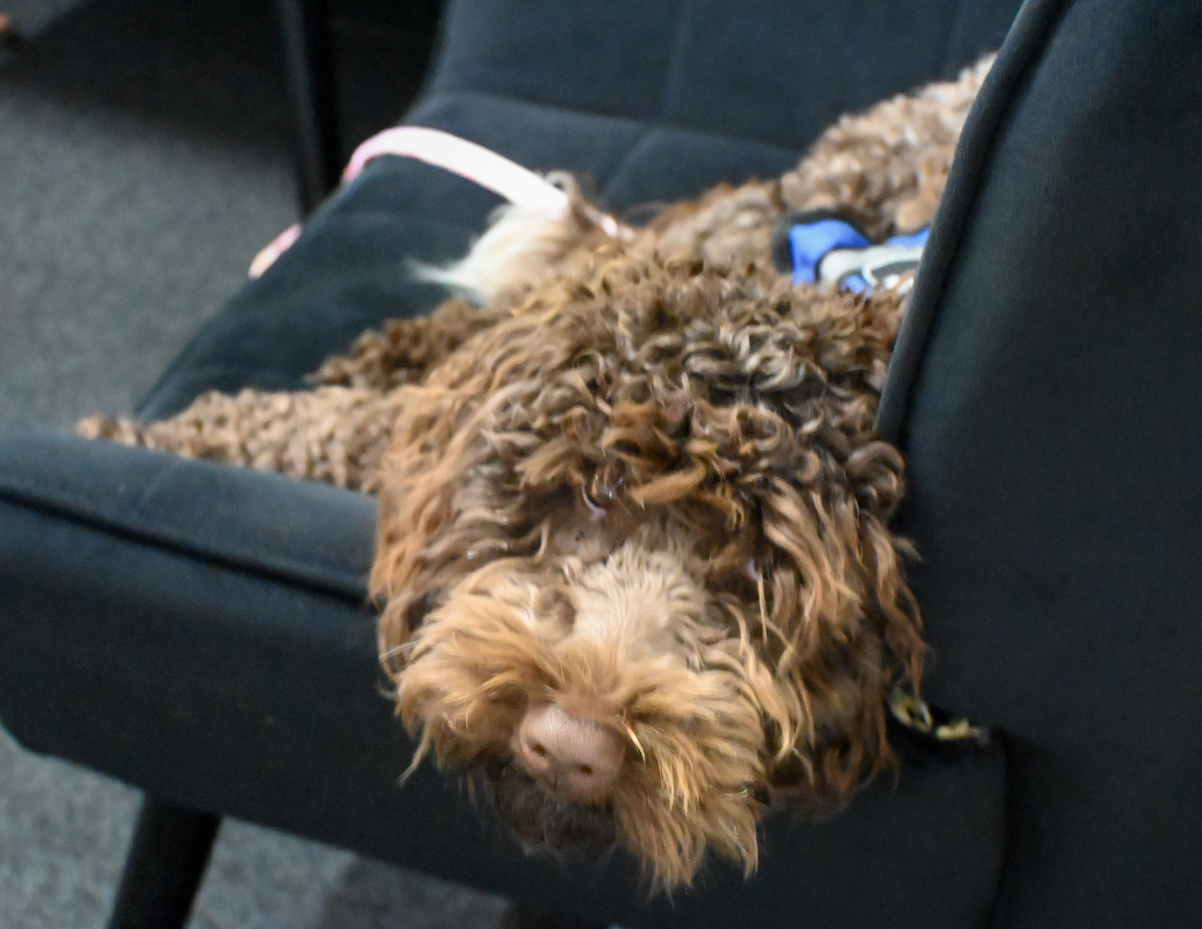 Therapy dog resting at Progressive Youth Care