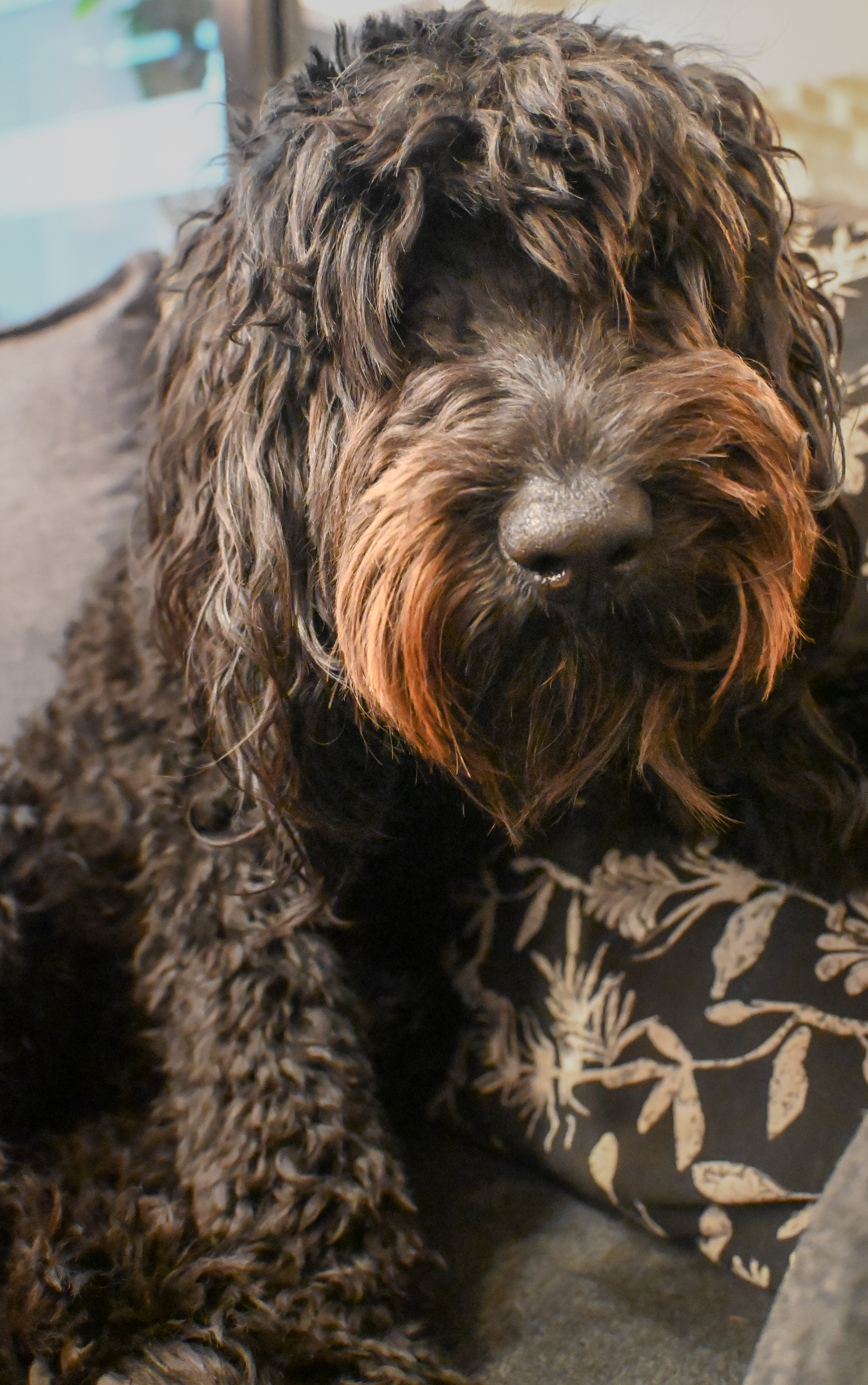 MAC, a Labradoodle with the PAWS therapy dog team