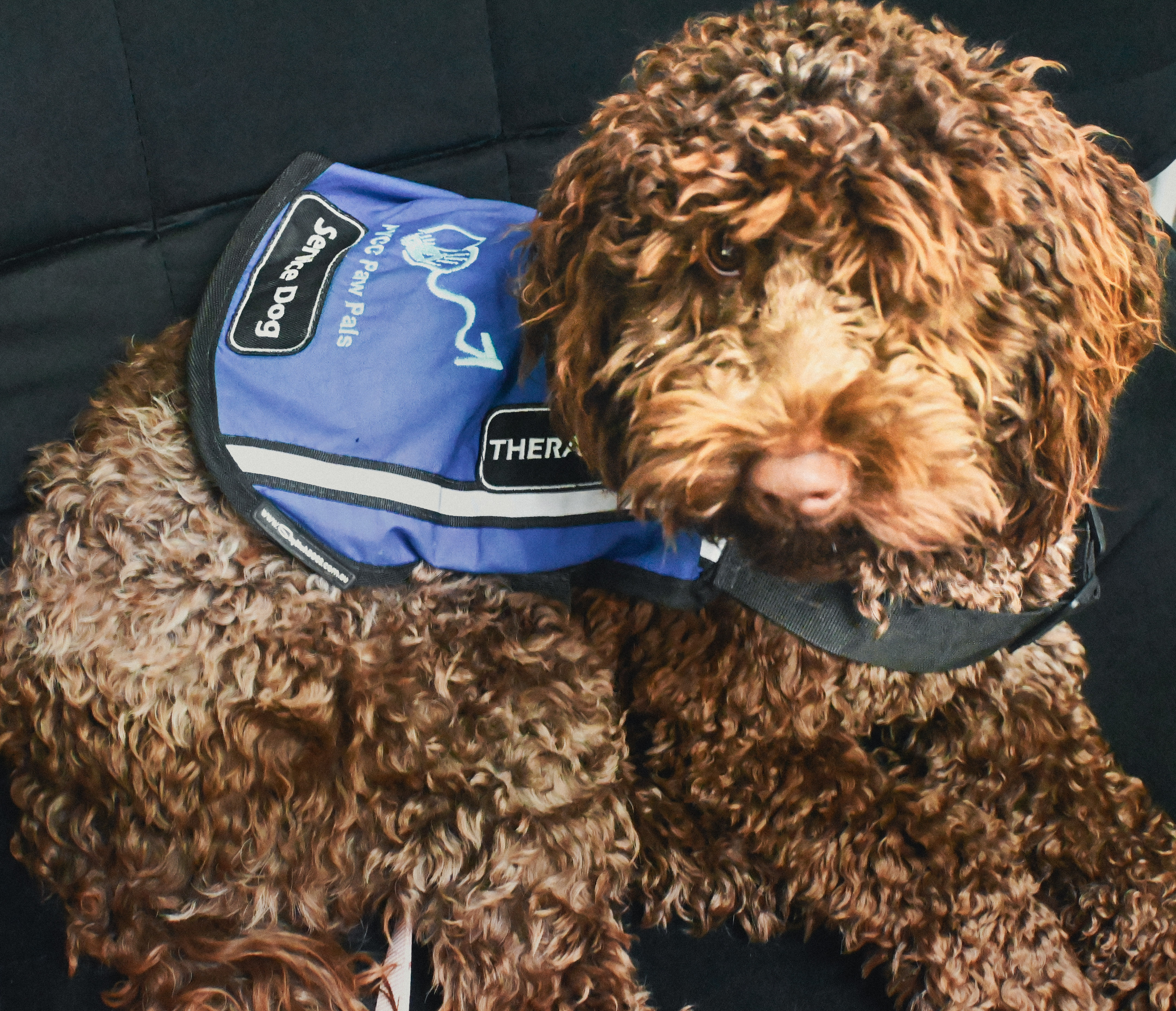 FYNN, a PAWS therapy dog in training