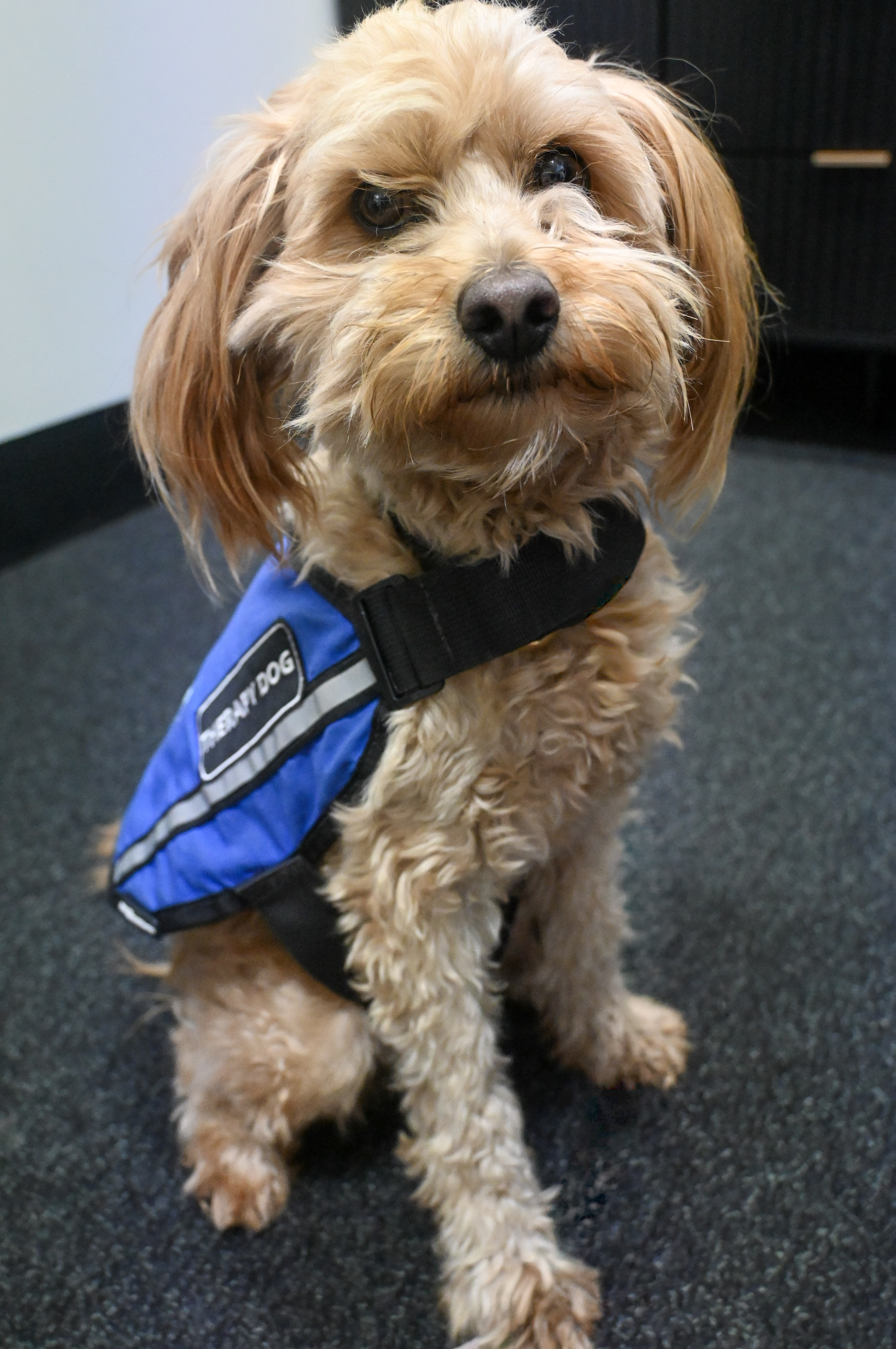 Barney, a PAWS therapy dog