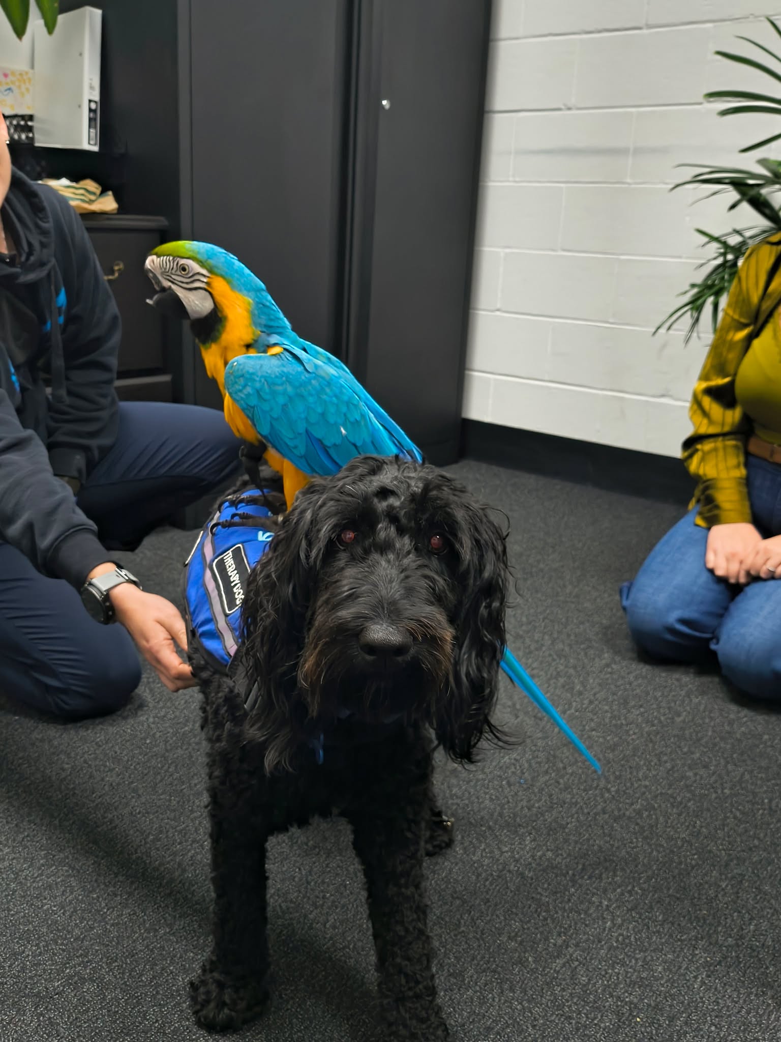 PAWS therapy dog with a handler