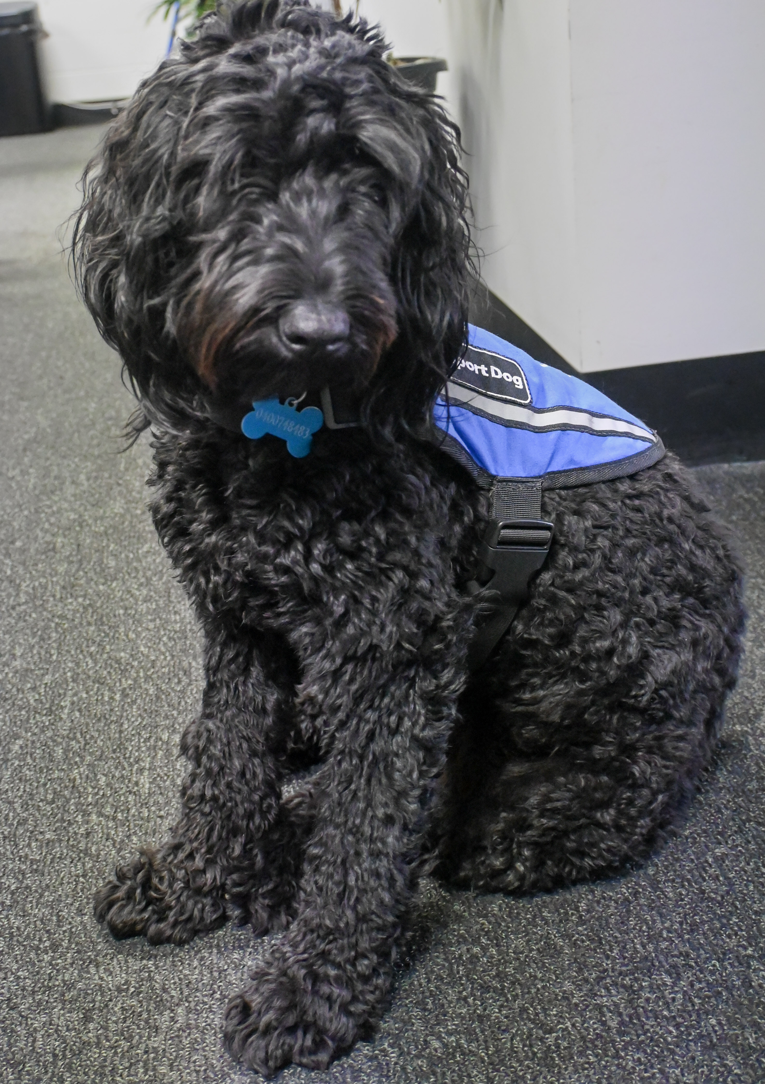 PAWS therapy dog