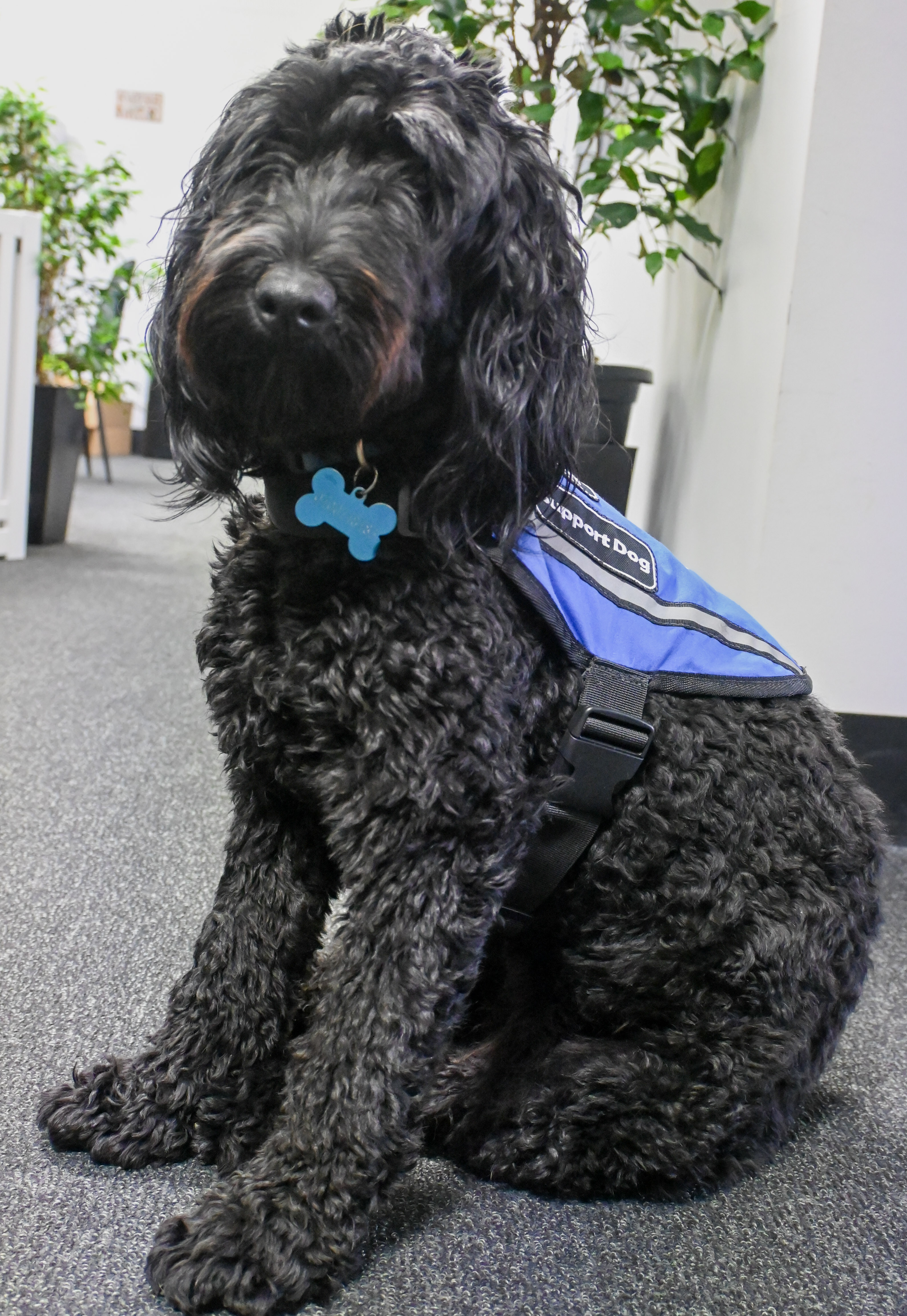 PAWS therapy dog