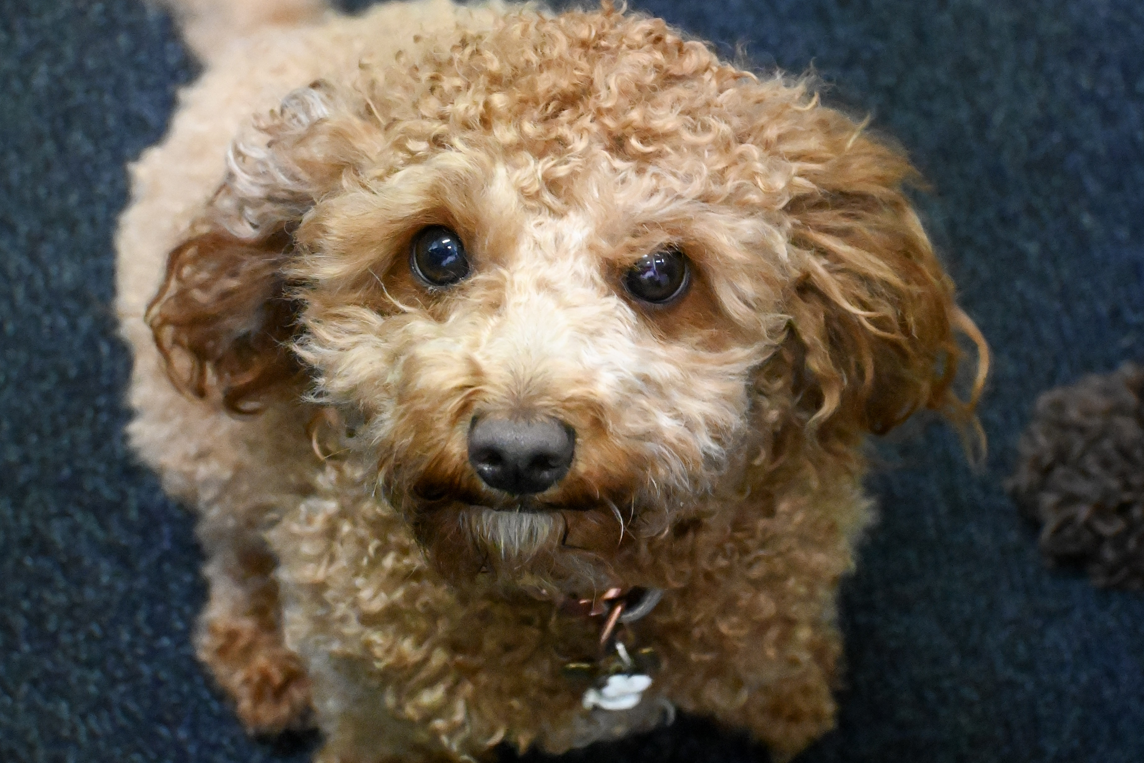 Shady, a Cavoodle with the PAWS therapy dog team
