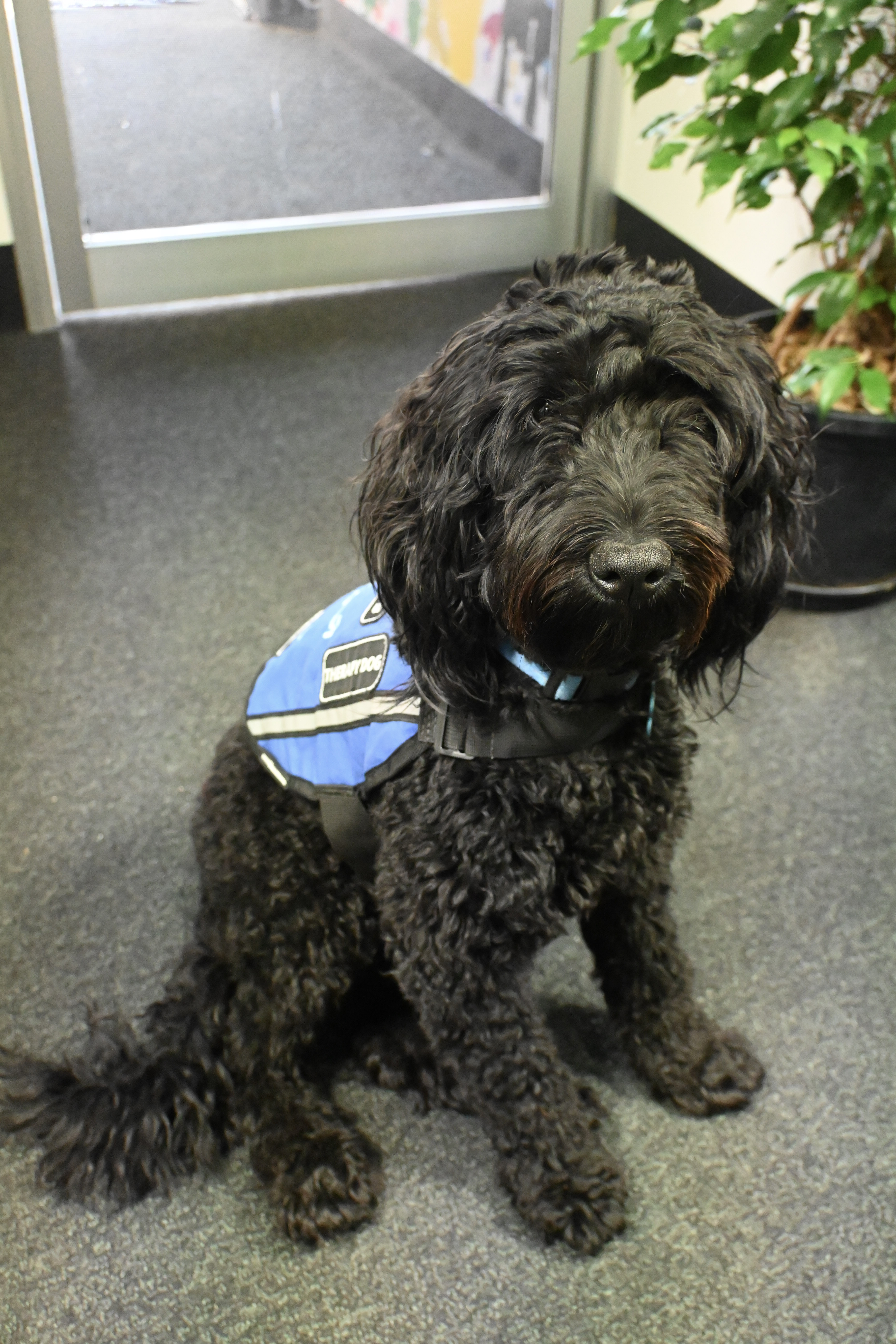 PAWS therapy dog