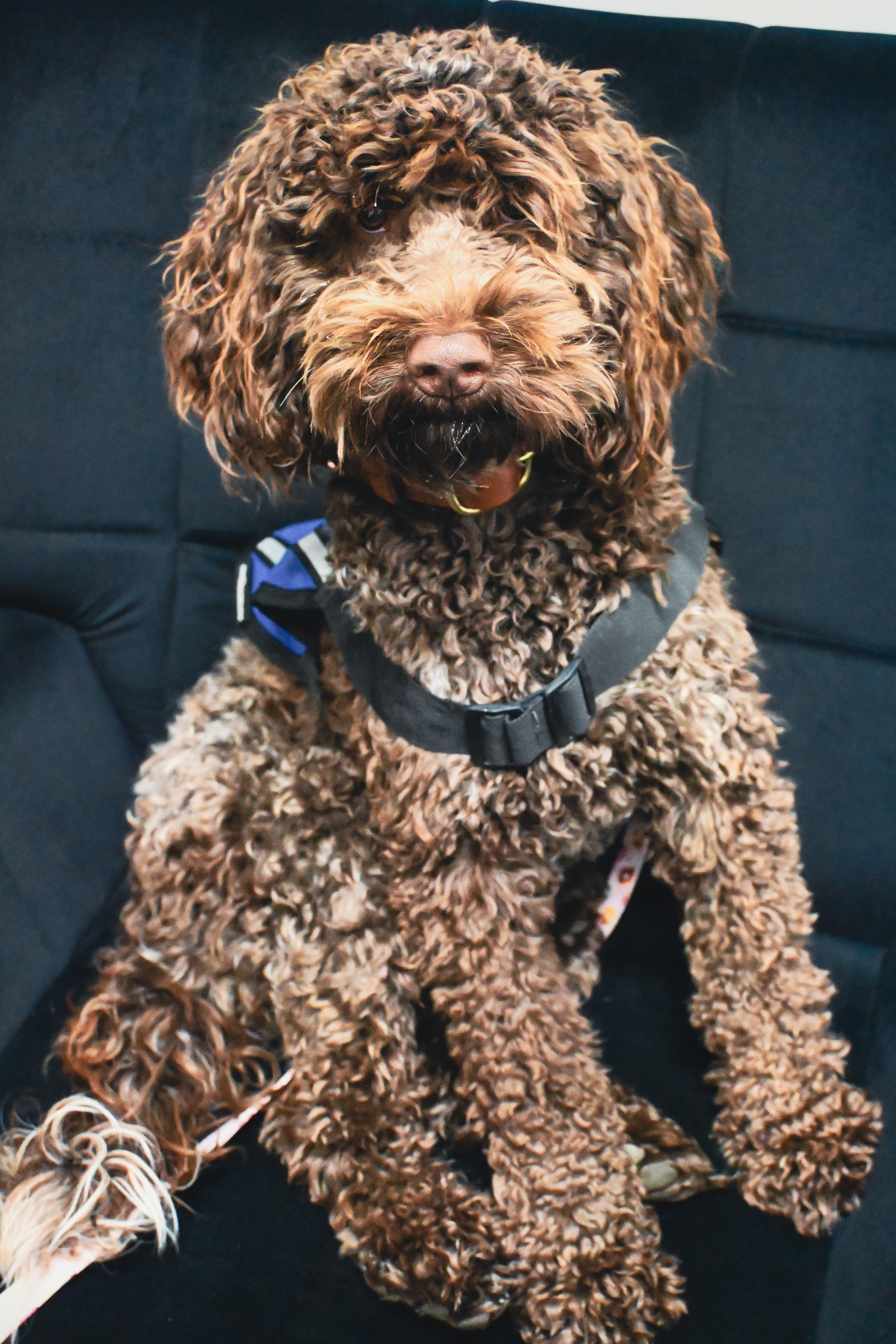 FYNN, a PAWS therapy dog in training