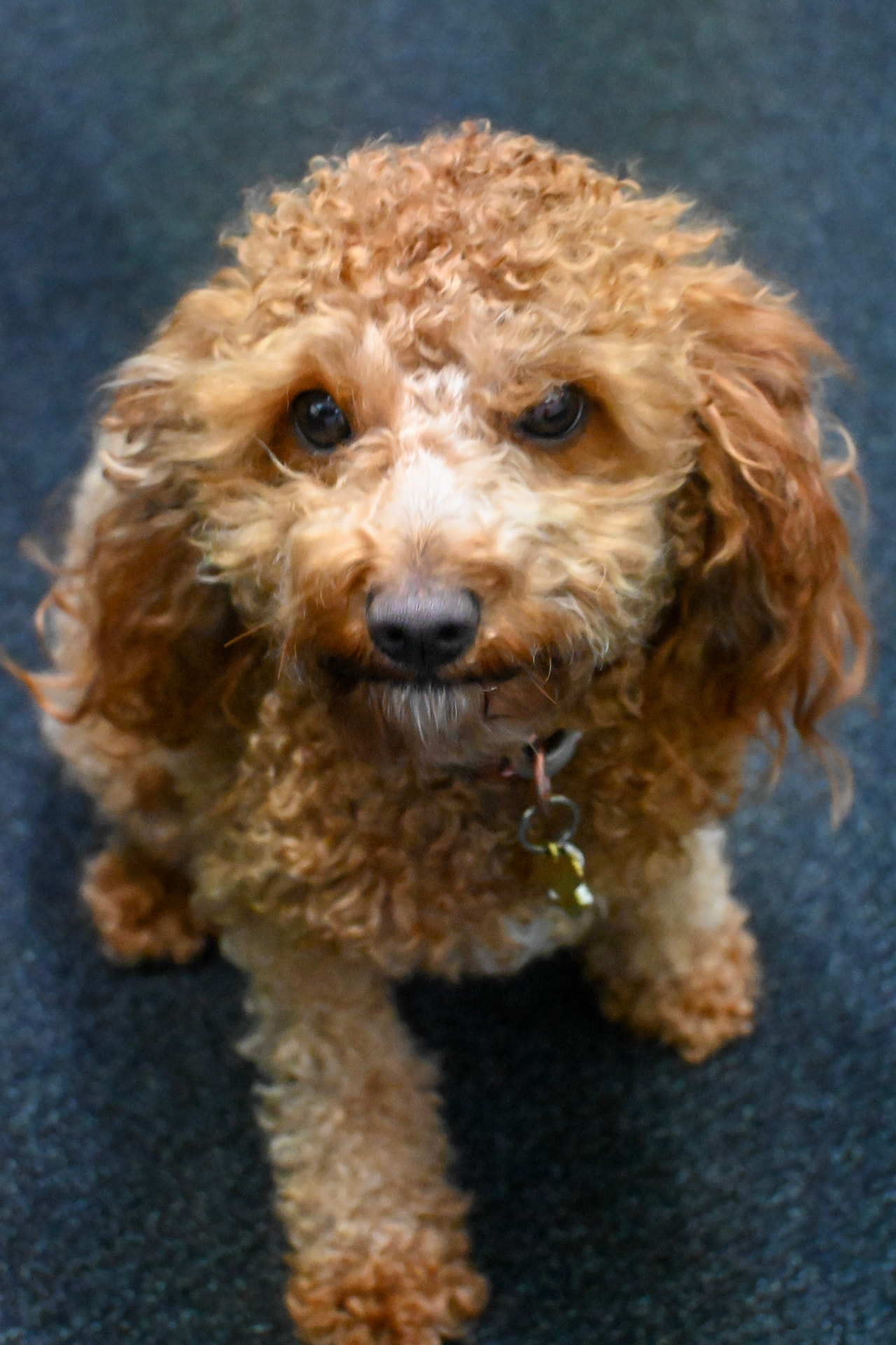 Shady, a Cavoodle with the PAWS therapy dog team